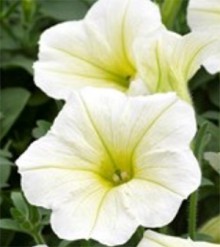 img-1: Петуния ампельная Опера Лемон [100 драже] - ООО «Семена Тут»