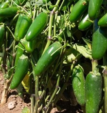 Перец Фандадор F1 острый - ООО «Семена Тут»