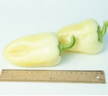 img-1: Перец Фарон - ООО «Семена Тут»