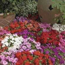 Бальзамин Экстрим F1 Хот Микс [1000 шт] - ООО «Семена Тут»