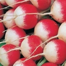 Редис Маяк (фракция 3,0-4,0 мм) (инкруст. семена) - ООО «Семена Тут»