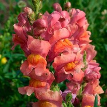 Львиный зев Оранж вондер - ООО «Семена Тут»