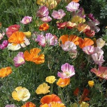 Эшшольция Смесь окрасок - ООО «Семена Тут»