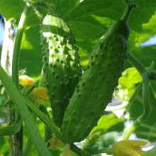 Огурец Казанова F1 - ООО «Семена Тут»