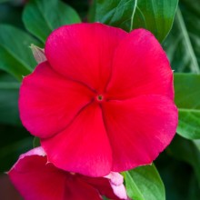 Катарантус Блокбастер Дарк Ред [100 шт] - ООО «Семена Тут»