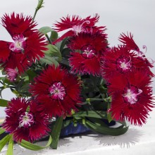 Гвоздика Супра Кримсон [500 шт] - ООО «Семена Тут»