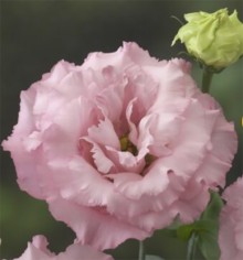 img-1: Эустома Корелли 1 Пинк [500 драже] - ООО «Семена Тут»