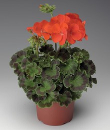 img-1: Пеларгония зональная Пинто Премиум Дип Ред [1000 шт] (инкруст. семена) - ООО «Семена Тут»