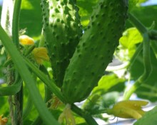 img-2: Огурец Бегунок F1 - ООО «Семена Тут»