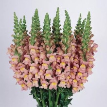 Львиный зев Кул Пинк [1000 шт] - ООО «Семена Тут»