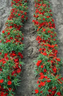 img-2: Гвоздика Чиба Скарлет [500 шт] - ООО «Семена Тут»