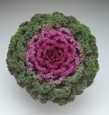 Капуста декоративная Камоме Брайт Ред [1000 шт] - ООО «Семена Тут»