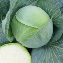 Капуста белокочанная Констанция F1 (инкруст семена) - ООО «Семена Тут»