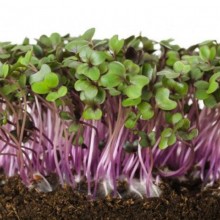 Капуста краснокочанная Гако МЗ - ООО «Семена Тут»