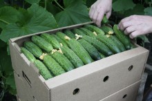 img-2: Огурец Карамболь F1 - ООО «Семена Тут»