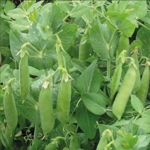 Горох Карина - ООО «Семена Тут»