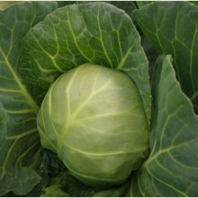 Капуста белокочанная Каррера F1 - ООО «Семена Тут»