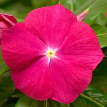 Катарантус Кора Кренберри [100 шт] - ООО «Семена Тут»