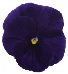 Виола крупноцветковая Премьер Клиа пурпл [1000 шт] - ООО «Семена Тут»