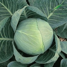 Капуста белокочанная Коля F1 - ООО «Семена Тут»