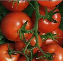Томат Комета F1 - ООО «Семена Тут»