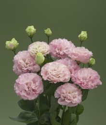 Эустома Корелли 3 Пич [500 драже] - ООО «Семена Тут»