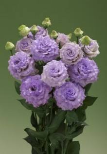 img-1: Эустома Корелли СУ 1 Лайт Лавендер [500 драже] - ООО «Семена Тут»