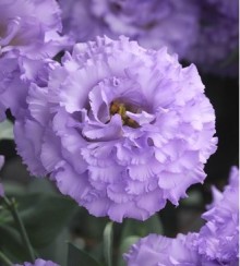 Эустома Корелли СУ 1 Лайт Лавендер [1000 драже] - ООО «Семена Тут»