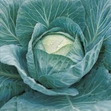 Капуста белокочанная Крауткайзер F1 - ООО «Семена Тут»