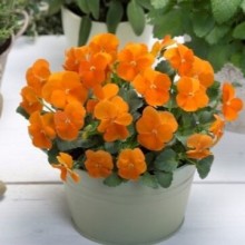 Виола рогатая Флорал Пауэр F1 Дип Оранж [1000 шт] - ООО «Семена Тут»