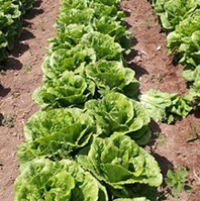 img-1: Салат Нога - ООО «Семена Тут»