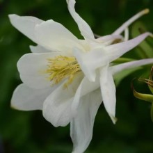 img-1: Аквилегия Эрлиберд Вайт [100 шт] - ООО «Семена Тут»