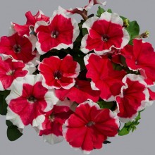 Петуния грандифлора Лимбо Джи Пи Ред Пикоти [100 драже] - ООО «Семена Тут»