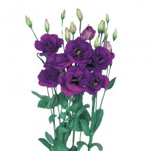 Эустома Эхо 1 Блю [100 драже] - ООО «Семена Тут»