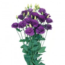 Эустома Мариачи 2 Блю [1000 драже] - ООО «Семена Тут»