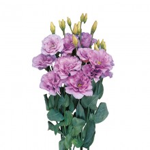 Эустома Мариачи 2 Лаванда [1000 драже] - ООО «Семена Тут»