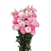 Эустома Мариачи 2 Мисти Пинк [1000 драже] - ООО «Семена Тут»