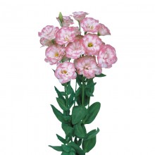 Эустома Мариачи 2 Пинк Пикоти [1000 драже] - ООО «Семена Тут»