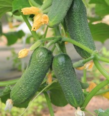 Огурец Луховицкий F1 - ООО «Семена Тут»