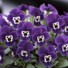 Виола рогатая Флорал Пауэр F1 Парпл Фейс [1000 шт] - ООО «Семена Тут»