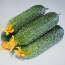 img-1: Огурец Мадейра (СВ 0196 ЦВ) F1 - ООО «Семена Тут»