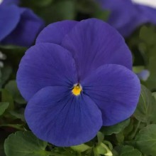 Виола крупноцветковая Матрикс Тру Блю [1000 шт] - ООО «Семена Тут»
