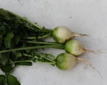 img-2: Редька Медео - ООО «Семена Тут»