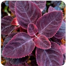 Колеус Мезмерайз Русти Ред [100 драже] - ООО «Семена Тут»