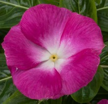 Катарантус Кора Маджента Хало [1000 шт] - ООО «Семена Тут»