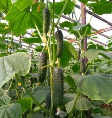 img-1: Огурец Муссон F1 - ООО «Семена Тут»