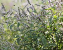 img-2: Мята Тимол - ООО «Семена Тут»