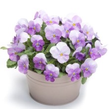 Виола рогатая Флорал Пауэр F1 Пинк Бикон [1000 шт] - ООО «Семена Тут»