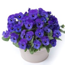 Виола рогатая Флорал Пауэр F1 Дип Блю [1000 шт]*** - ООО «Семена Тут»