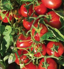 Томат H 6438 F1 - ООО «Семена Тут»